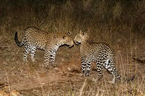 Kruger National Park - © www.theguys.co.za